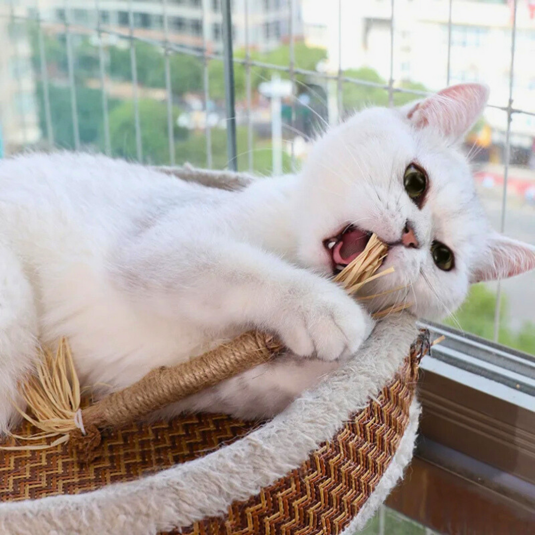 Interaktive tyggepinde til katte - ChewPlay