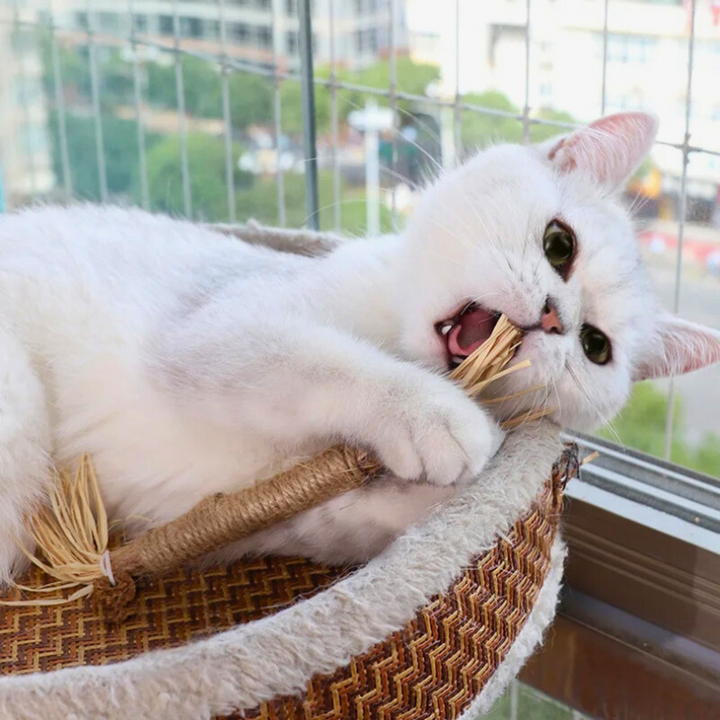 Interaktive tyggepinde til katte - ChewPlay