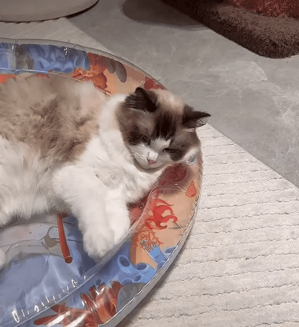Interaktivt kattelegetæppe - PurrPulse