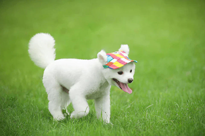 Stilfuld hundekasket med rund skygge - SunnyPaws