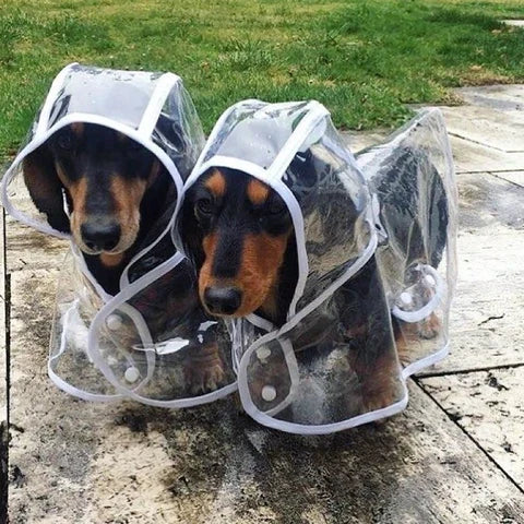 Transparent vandtæt regnjakke til hunde - DryPaw