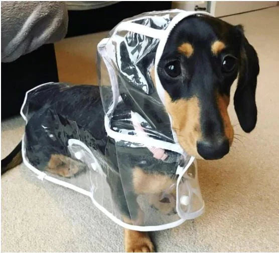 Transparent vandtæt regnjakke til hunde - DryPaw