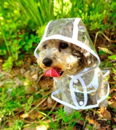 Transparent vandtæt regnjakke til hunde - DryPaw