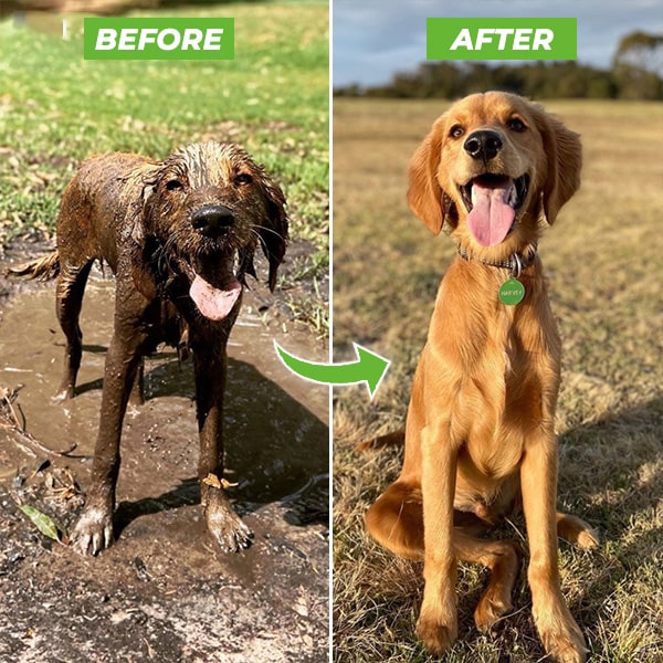 Brusersprøjte til hunde - WashBuddy