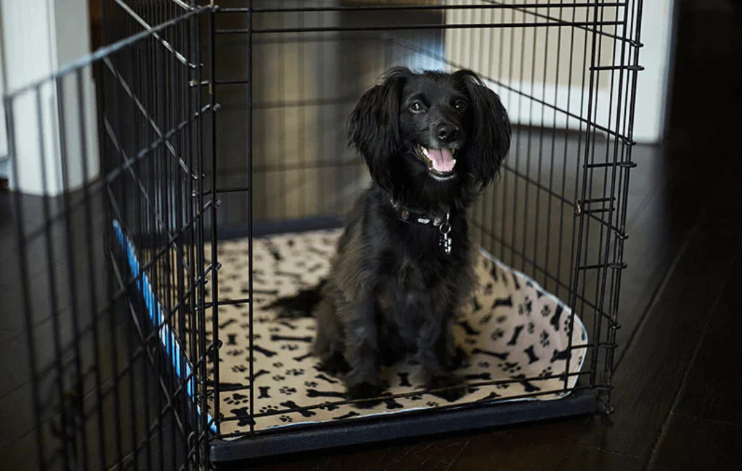Genanvendelig urinmåtte til hunde - EcoPad