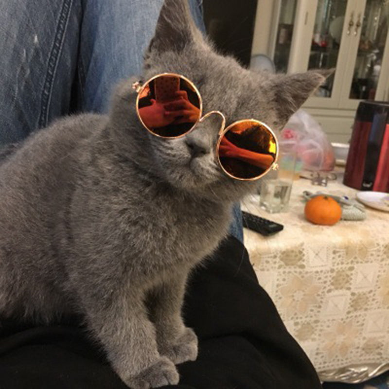 Trendy katte-solbriller - KittyShades