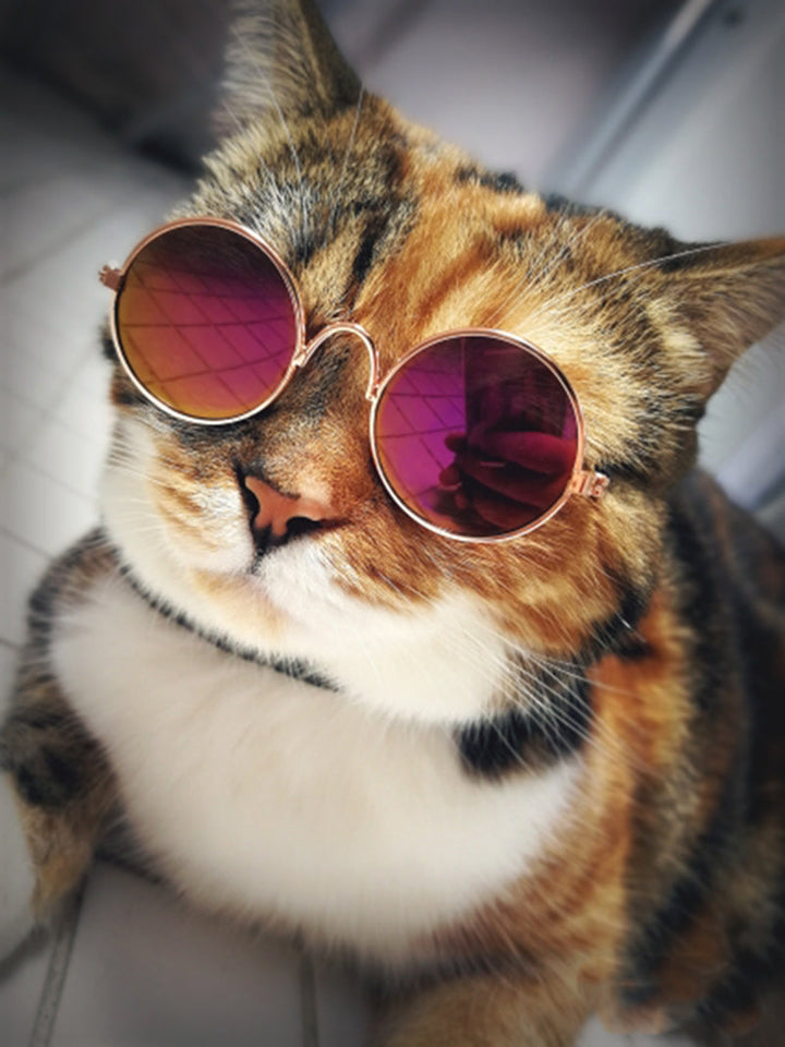 Trendy katte-solbriller - KittyShades