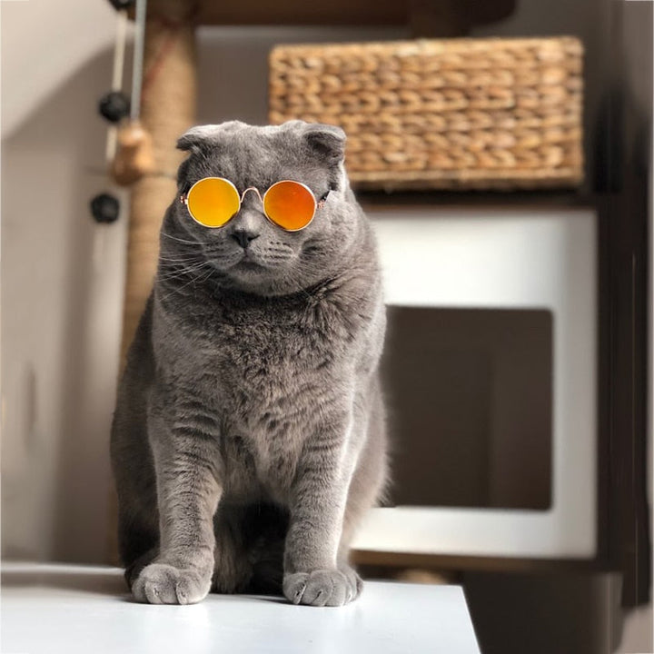 Trendy katte-solbriller - KittyShades